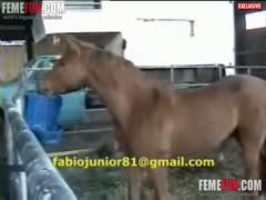 Man filmed when trying severe anal sex with a horse 